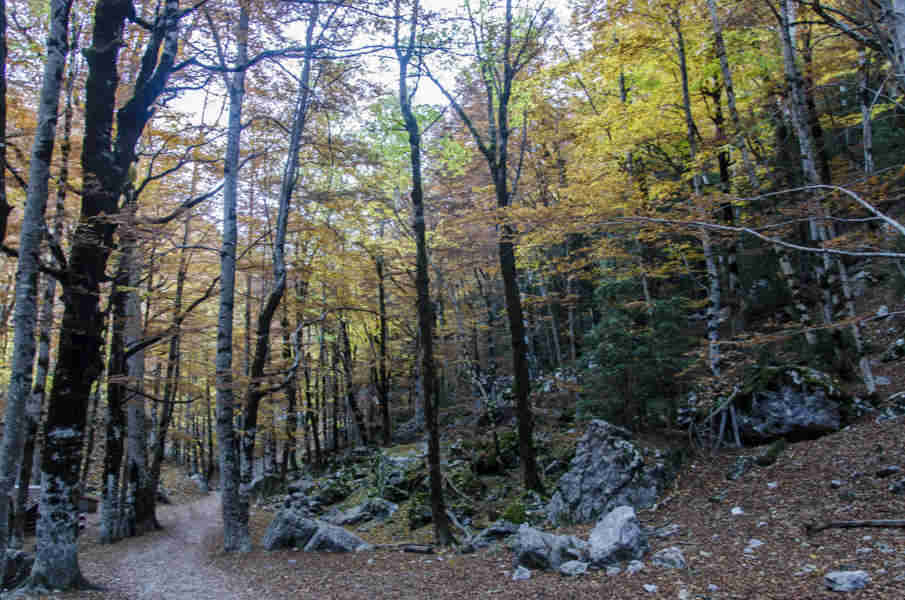 Huesca - parque nacional de Ordesa y Monte Perdido - valle de Ordesa 41 - bosque de hayas.jpg
